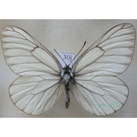 Aporia crataegi (Linnaeus, 1758) male Niestrzęp głogowiec Czech30j